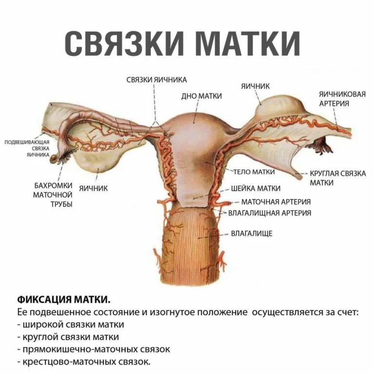 Где находятся яичники картинки