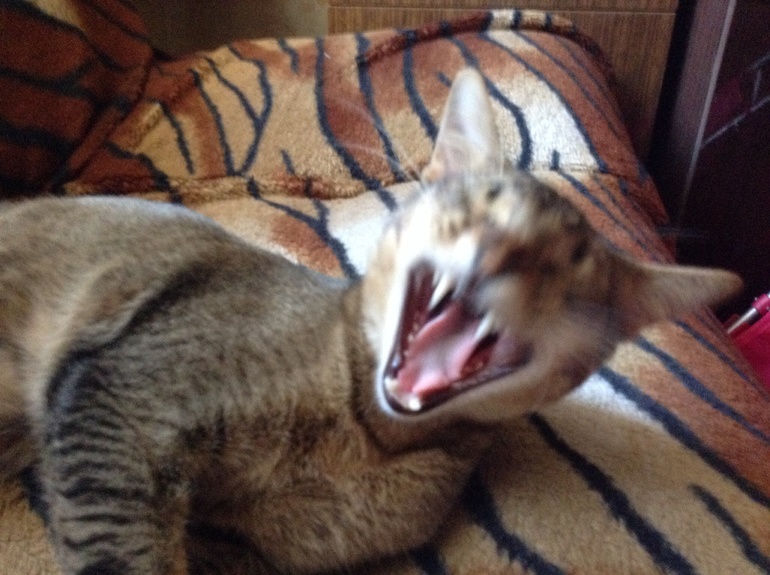 Будни кота Степана)
