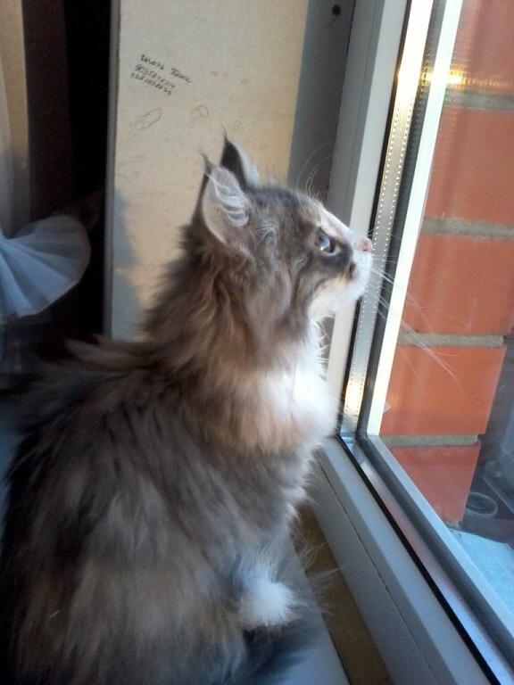 Моя "ветка"мэйн кун