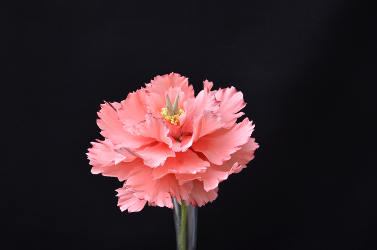 Фото-отчет с курсов Оксаны Ксеницы в Кондитерской Студии ТортикАннушка