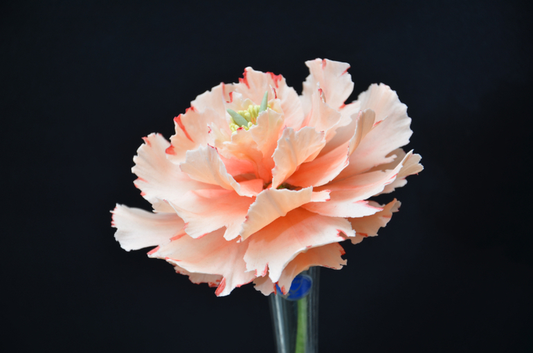 Фото-отчет с курсов Оксаны Ксеницы в Кондитерской Студии ТортикАннушка