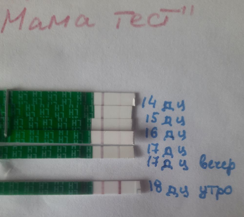 Овуляция? — 13 ответов | форум Babyblog