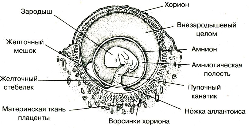 Рассмотрите рисунок 200 укажите особенности эмбрионального развития млекопитающих