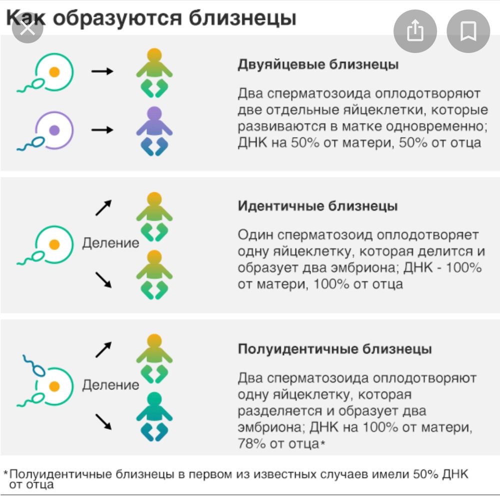 Как появляются близнецы