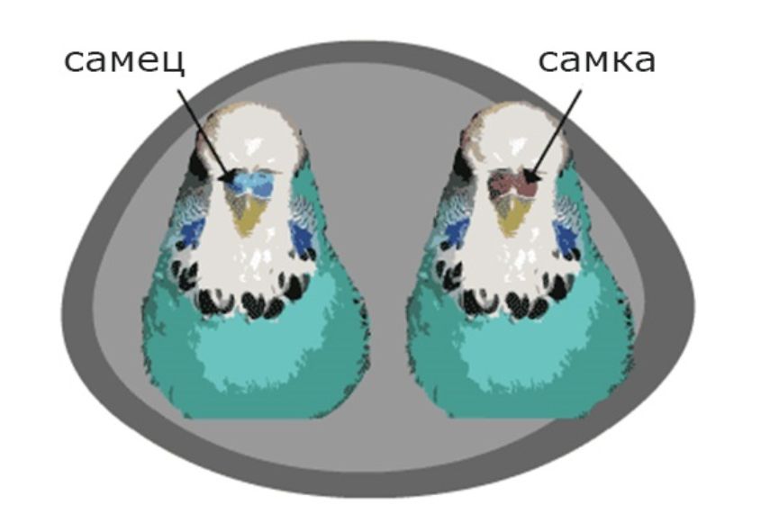 Как отличить самку попугая. Волнистый попугай отличие самца от самки. Различить волнистых попугаев самку от самца. Самка и самец волнистого попугая отличия. Отличить самку от самца попугая.