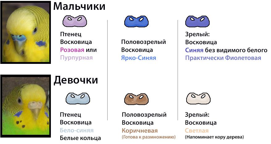 Ответы Mail.ru: Это девочка попугайчик?