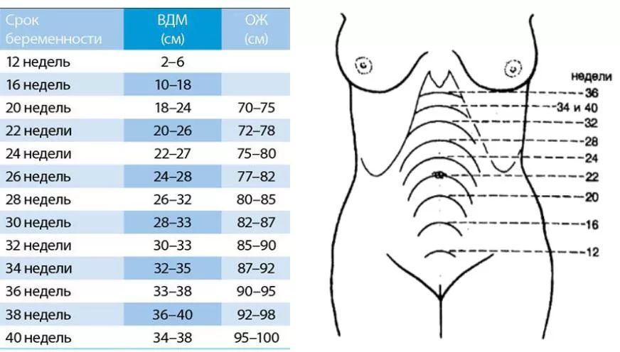 Высота дна матки в 34 недели беременности норма таблица 59 фото