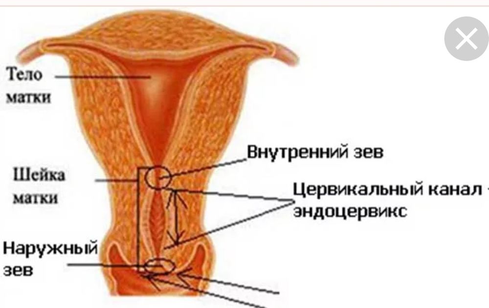 Область матки. Внутренний зев и цервикальный канал. Анатомия матки внутренний зев. Строение шейки матки и цервикального канала. Наружный зев шейки матки.