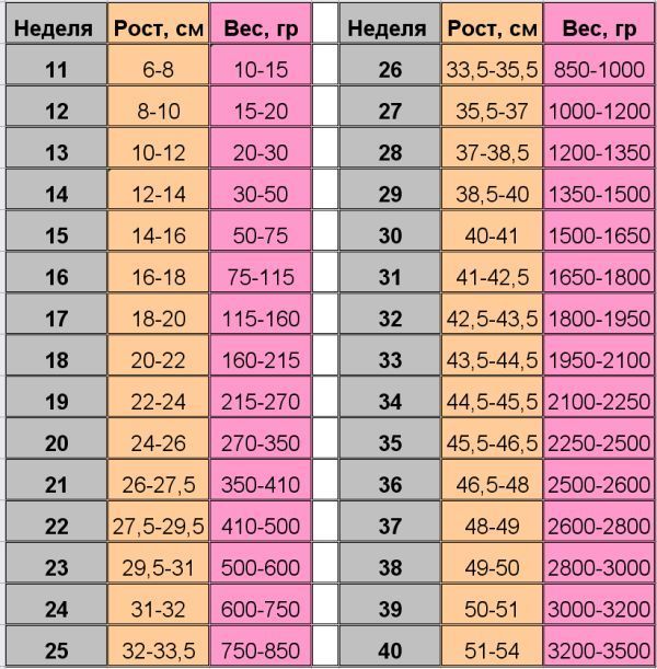 Размеры плода по неделям беременности: рост и вес