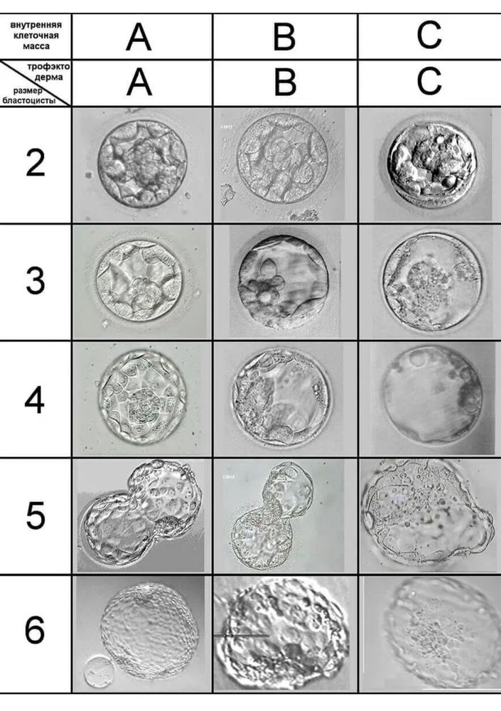 Эмбриологическая карта расшифровка