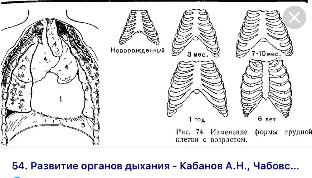 Легкие занимают 4 5. Строение грудной клетки ребенка 1 год.