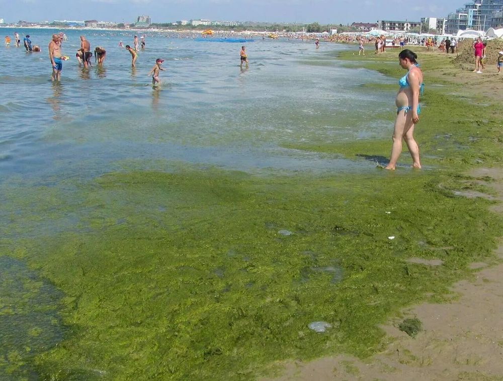 Есть ли море в анапе. Витязево море цветет. Цветение моря Витязево Анапа. Джемете море цветет. Анапа Витязево море сейчас 2022.