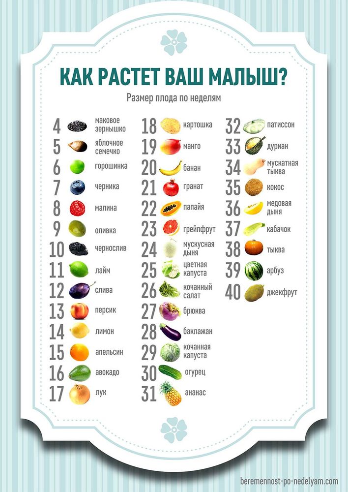 Размер плода по неделям картинки