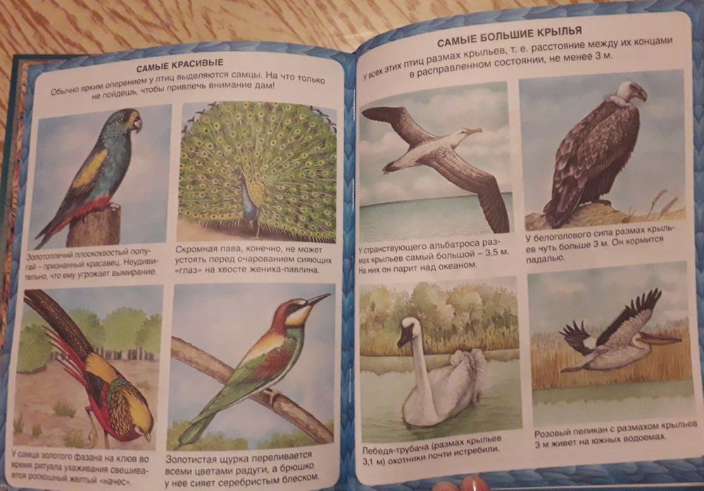 Читаем про птиц