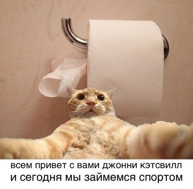 Мем с котом привет Приключения Джони Кэтсвилла :))) форум Babyblog