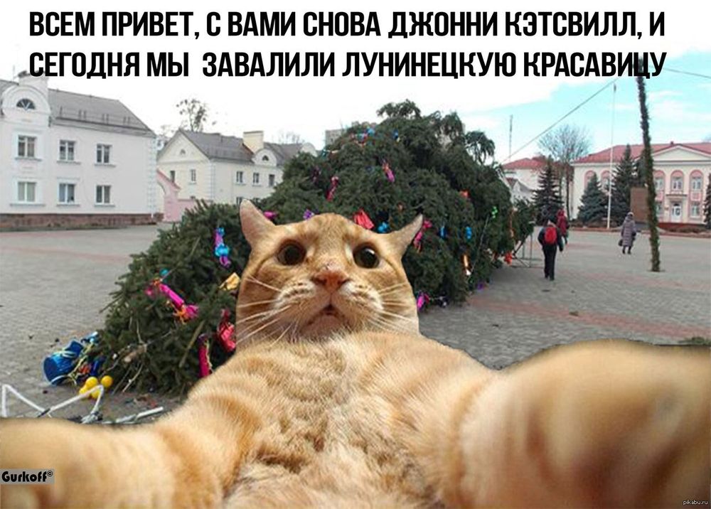 Мемы с котами новогодние