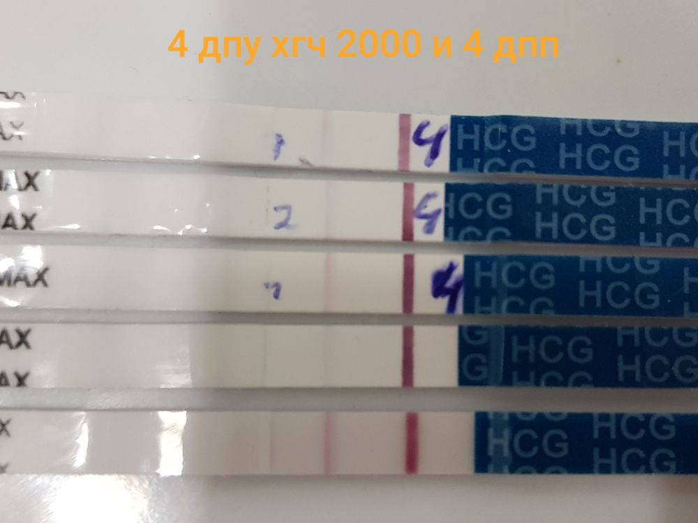 Дпп 4. Тест на 4 ДПП пятидневок. ХГЧ на 5 ДПП пятидневок. 4дпп тест на беременность. ХГЧ на 4 ДПП пятидневок.