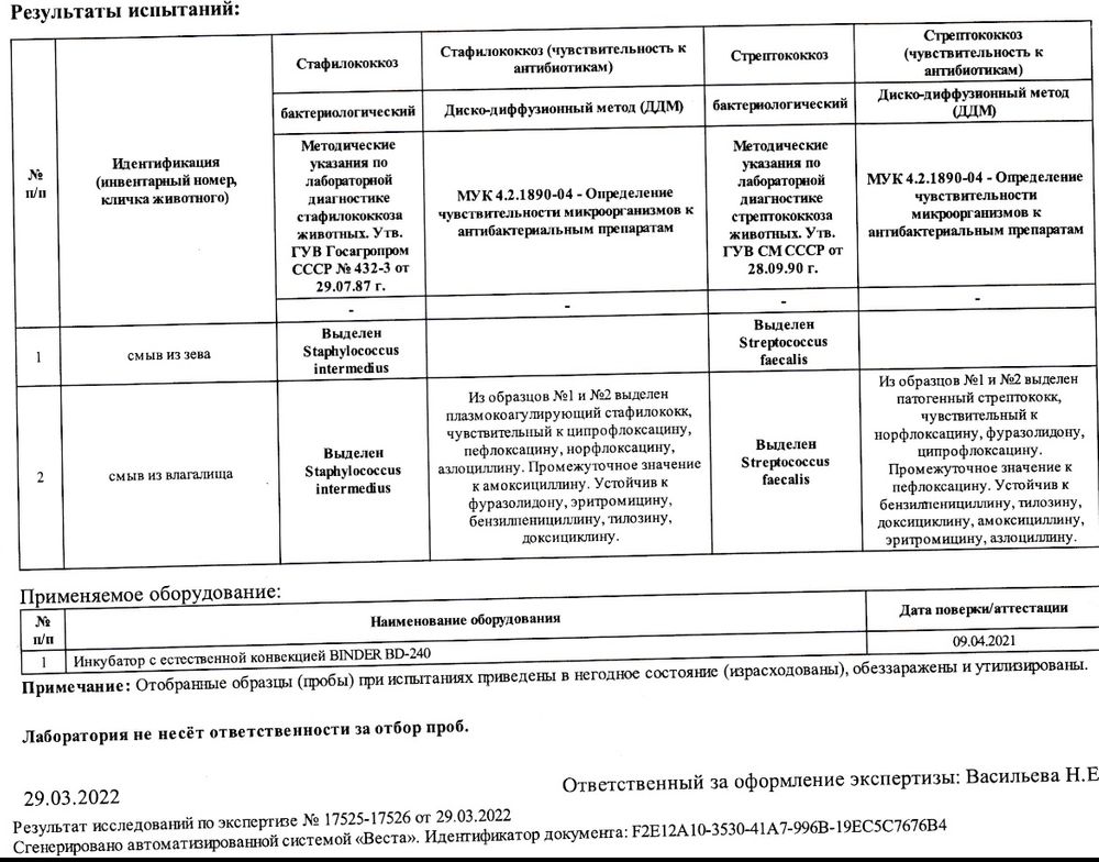 Стрептококковая инфекция: диагностика и лечение