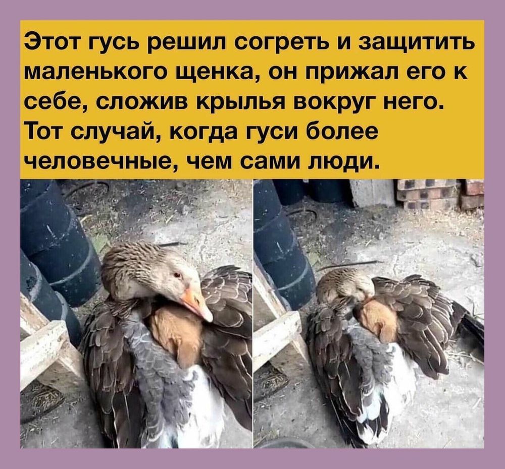 День Рождения В Стиле Гусь Обнимусь