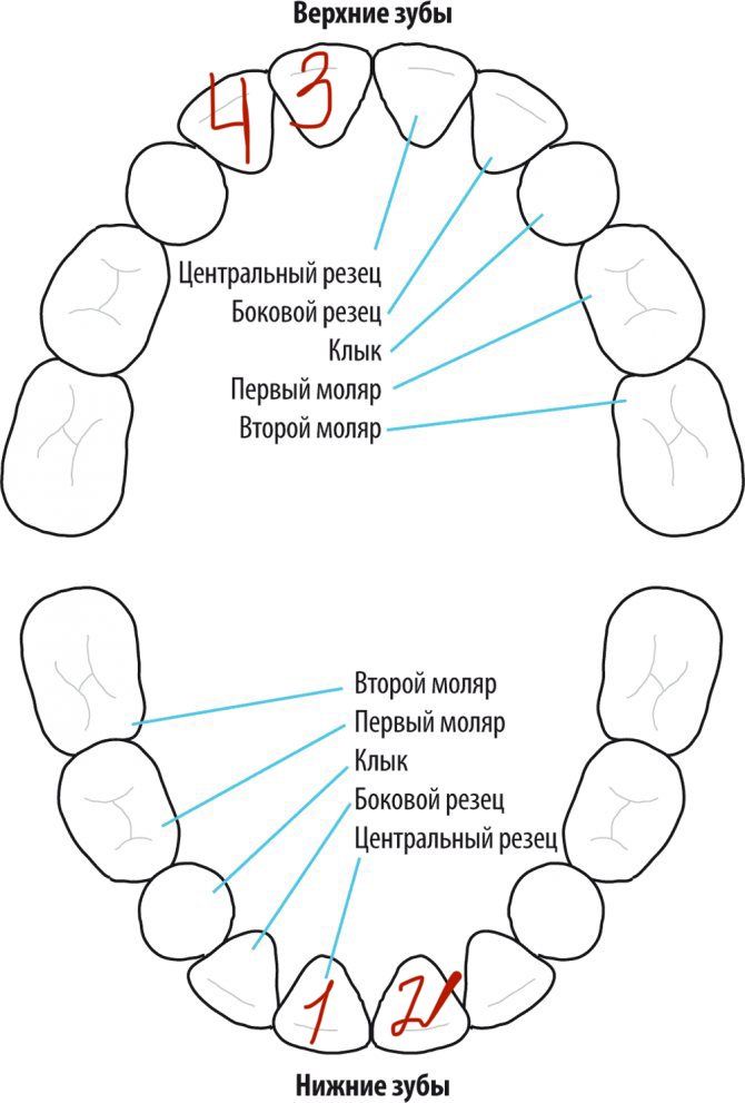 Резцы у детей схема