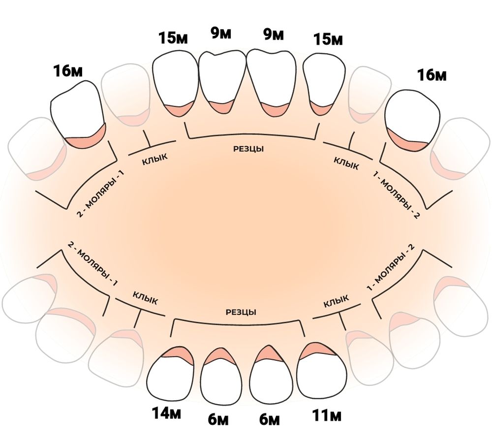 Количество зубов в 1.6 — 12 ответов | форум Babyblog