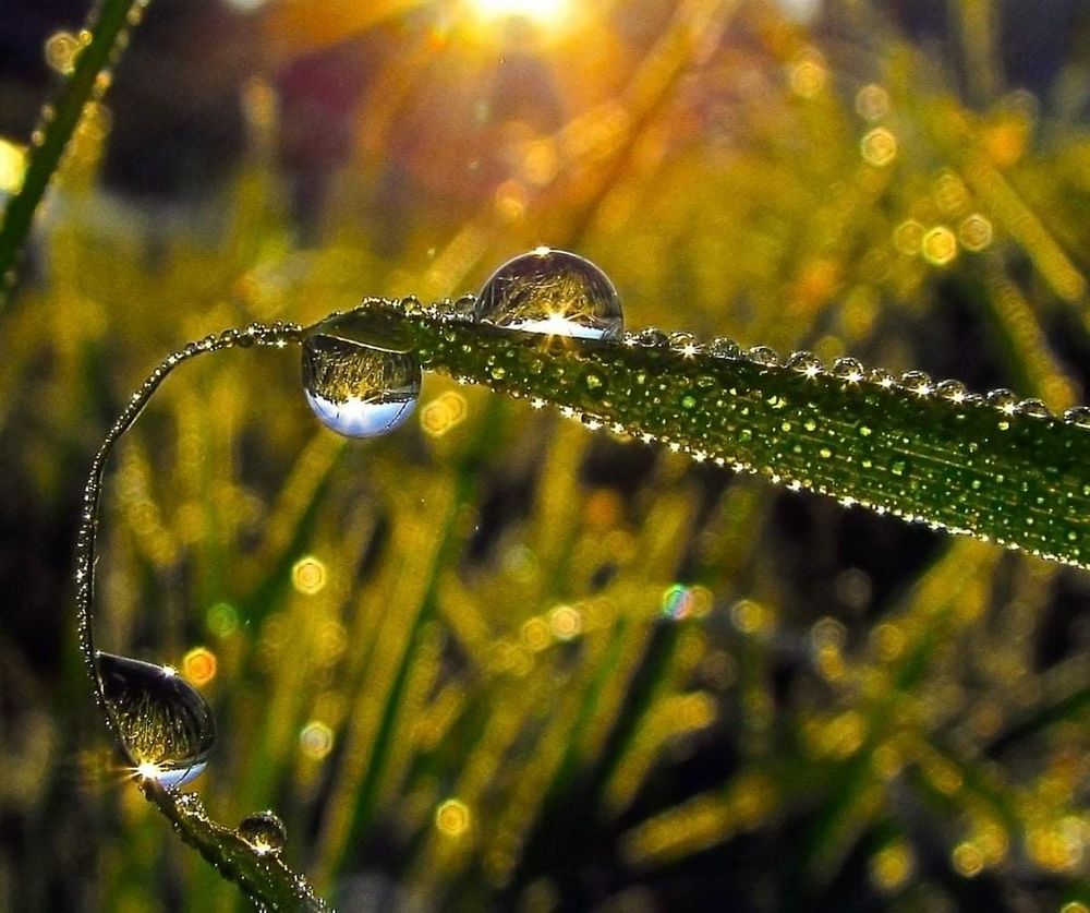 Обильная роса. Природа. Вечерние поля в росе. Вечерние поля в росе. Трава на рассвете.