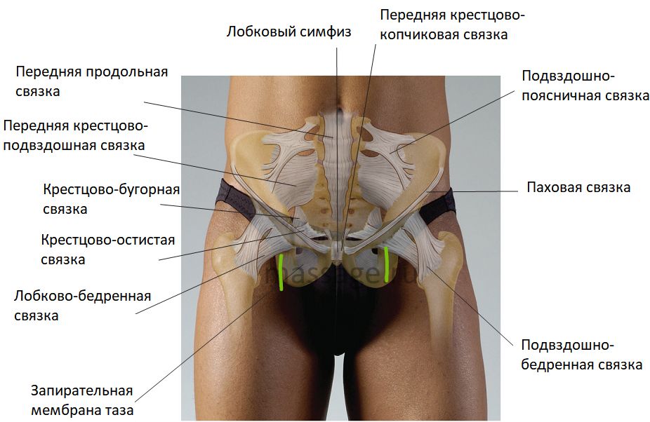 Правой подвздошной кости фото Связки??? 29н - 3 ответов форум Babyblog