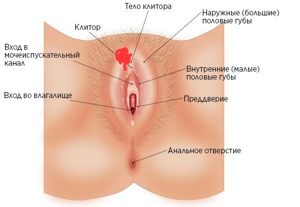 Вульвовагинит — что это такое? Симптомы вульвовагинита. Диагностика и лечение вульвовагинита