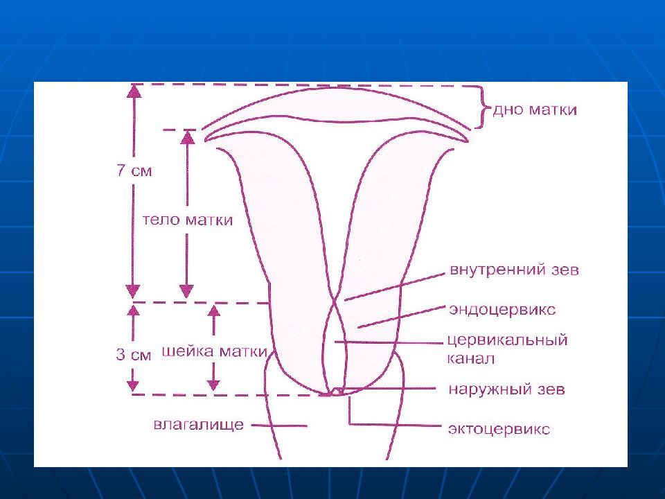 Хорион по задней стенке перекрывает внутренний зев 13 недель