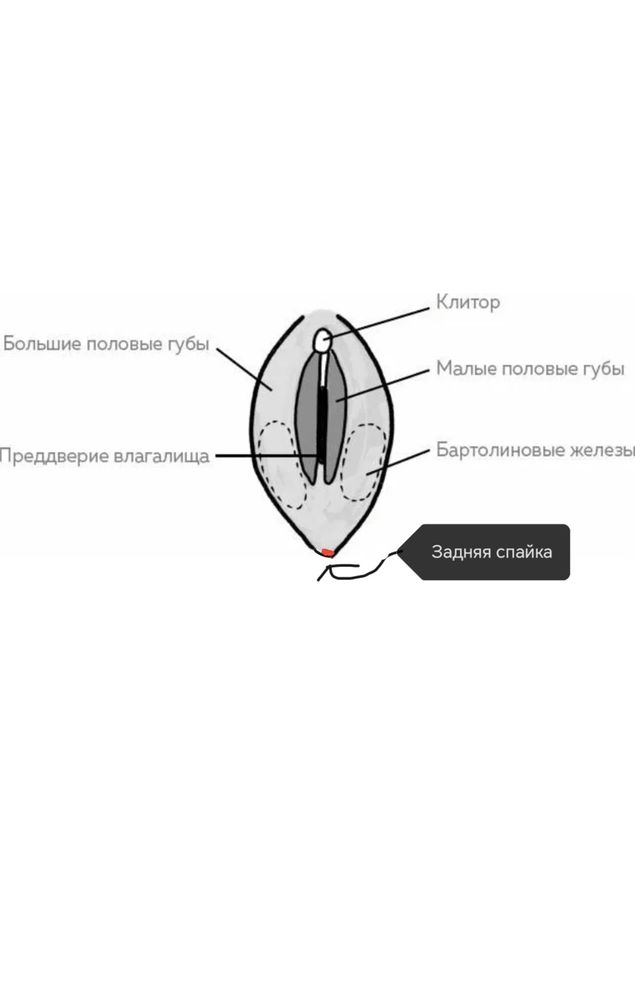 Услуги - Женская интимная пластика