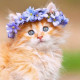 Котя