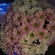 Аля