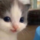 котенорожденная