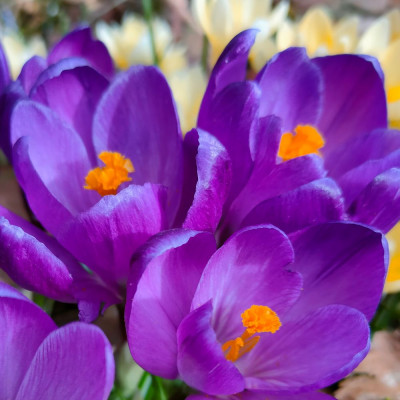 Мечты сбываются