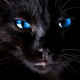 Черная Кошка