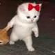 Ксения 