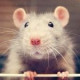 Rat Abbi