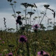 Yyuschka