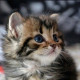 Котенок 
