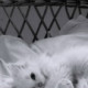 Lovely Kitty