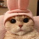 Tasneem