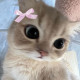 Ники 