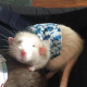 pupsikJusik