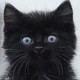 Blackcat