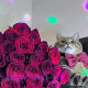 Крошка Кот 