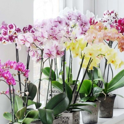 Мария Масленникова