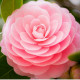 Sky flover