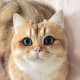 Вафина М