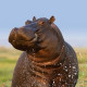 Hippocub