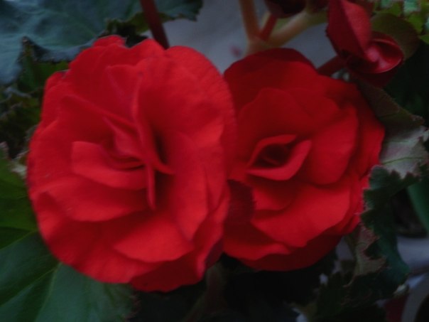 Цветочные дела